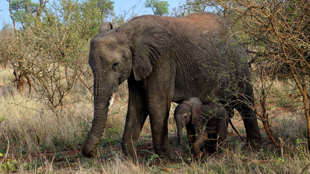 Ein ganz besonderes Erlebnis waren die vielen Tiere im Addo Elephant National Park