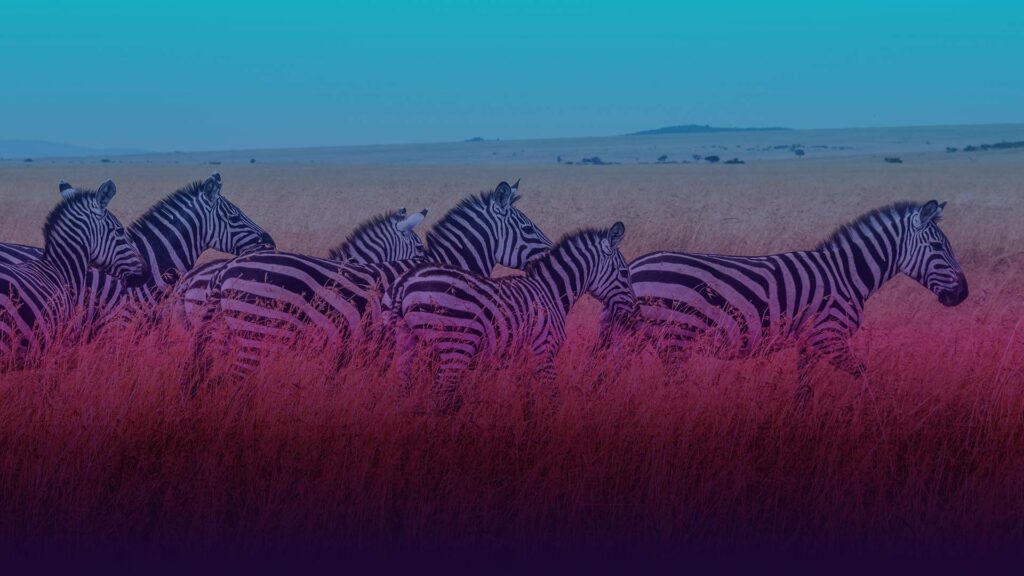 Inspirationen und tolle Angebote für deine Reise nach Afrika gibt es bei uns! Erlebe wilde Tiere hautnah im Nationalpark!
