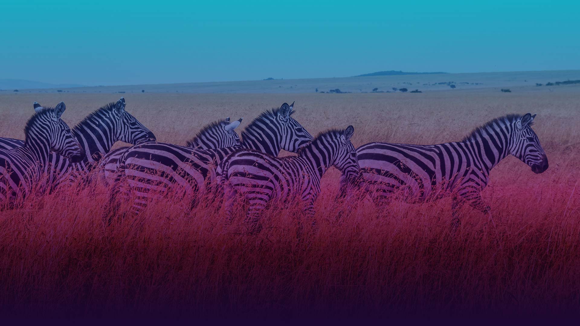 Inspirationen und tolle Angebote für deine Reise nach Afrika gibt es bei uns! Erlebe wilde Tiere hautnah im Nationalpark!