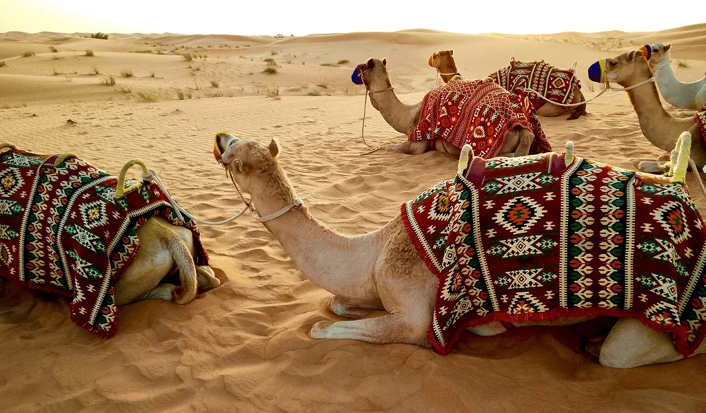 Kamele mit bunten Decken beim Reitausflug in der Wüste auf Djerba