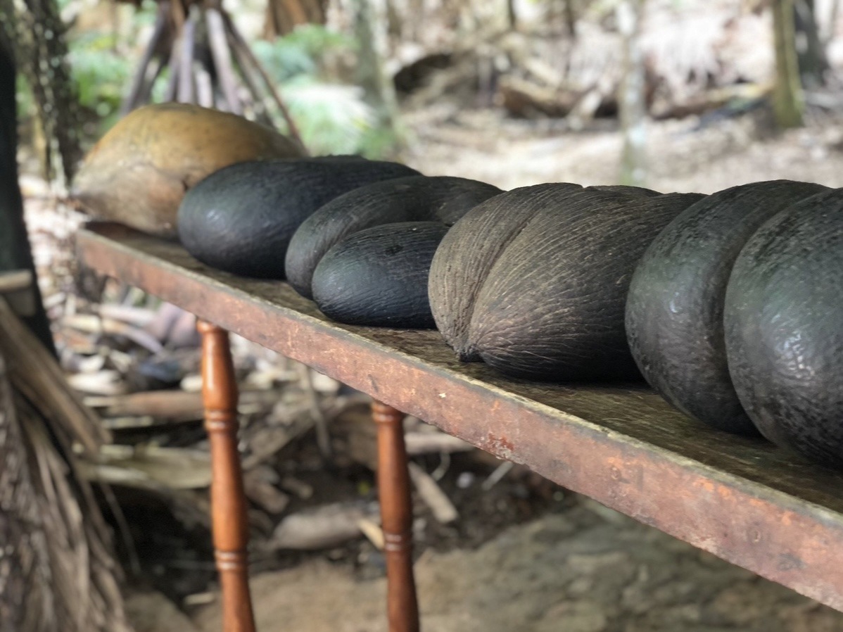Coco de Mer im Vallée de Mai auf Praslin