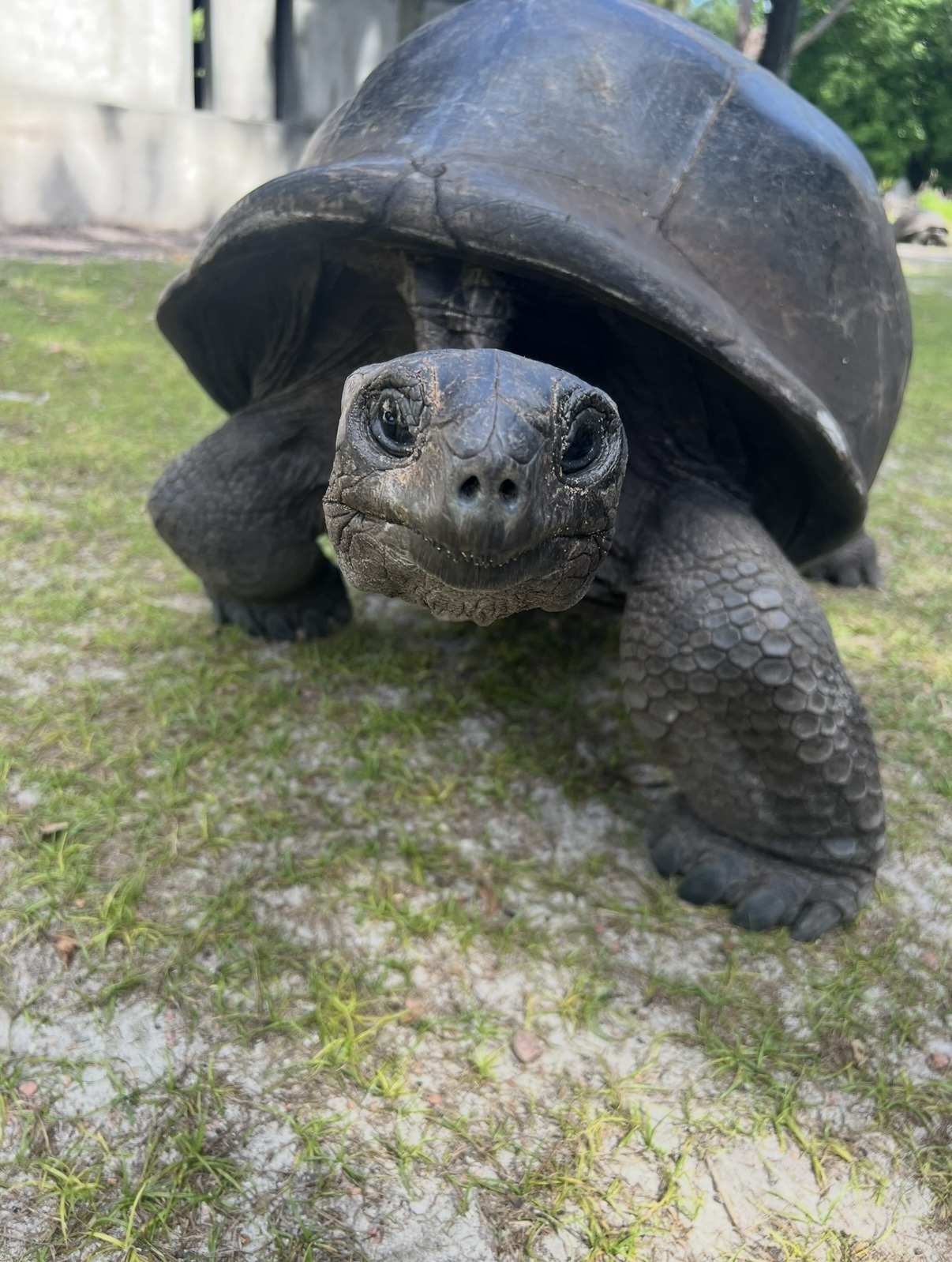 Riesenschildkröte auf Curieuse blickt neugierig in die Kamera