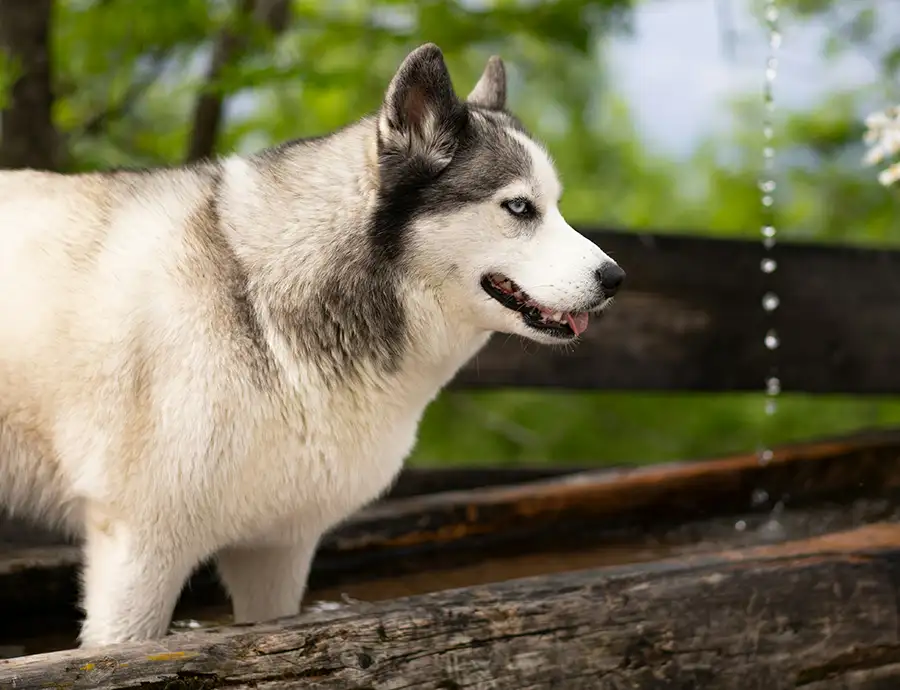 Mein Schiff 7 Route Norwegen Spitzbergen Reisebericht – Husky auf Farm bei Ausflug auf Spitzbergen