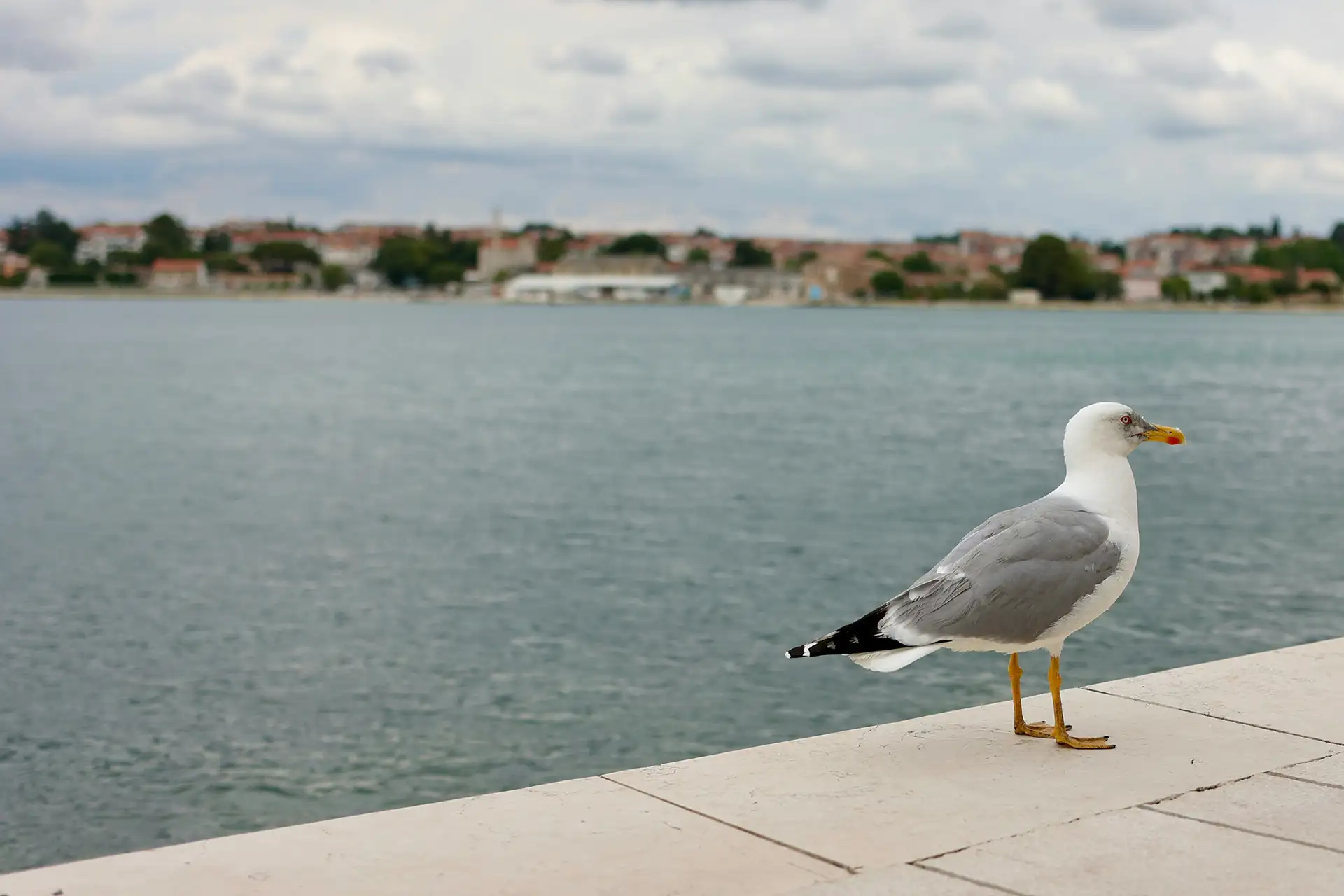 Möwe am Hafen mit Blick über das Meer und die Stadt in Kroatien