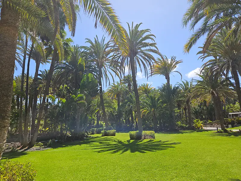 Exotische Pflanzen im Garten des Riu Palace Oasis auf Gran Canaria