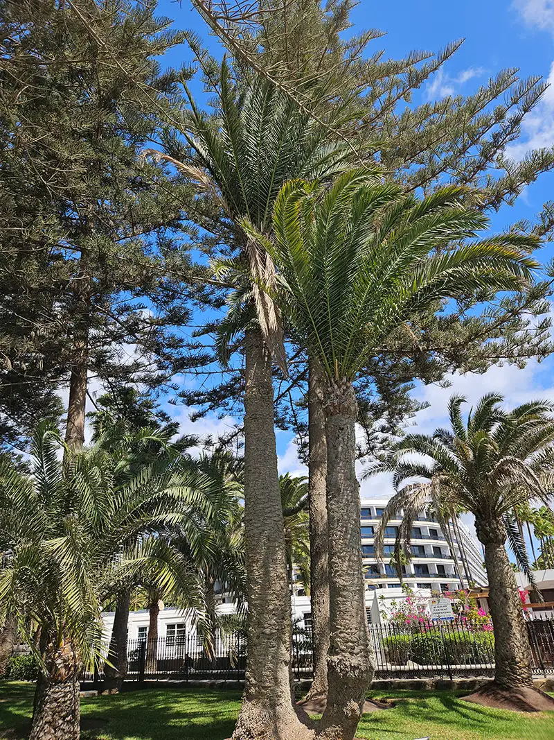 Tropischer Palmengarten im Riu Palace Oasis auf Gran Canaria