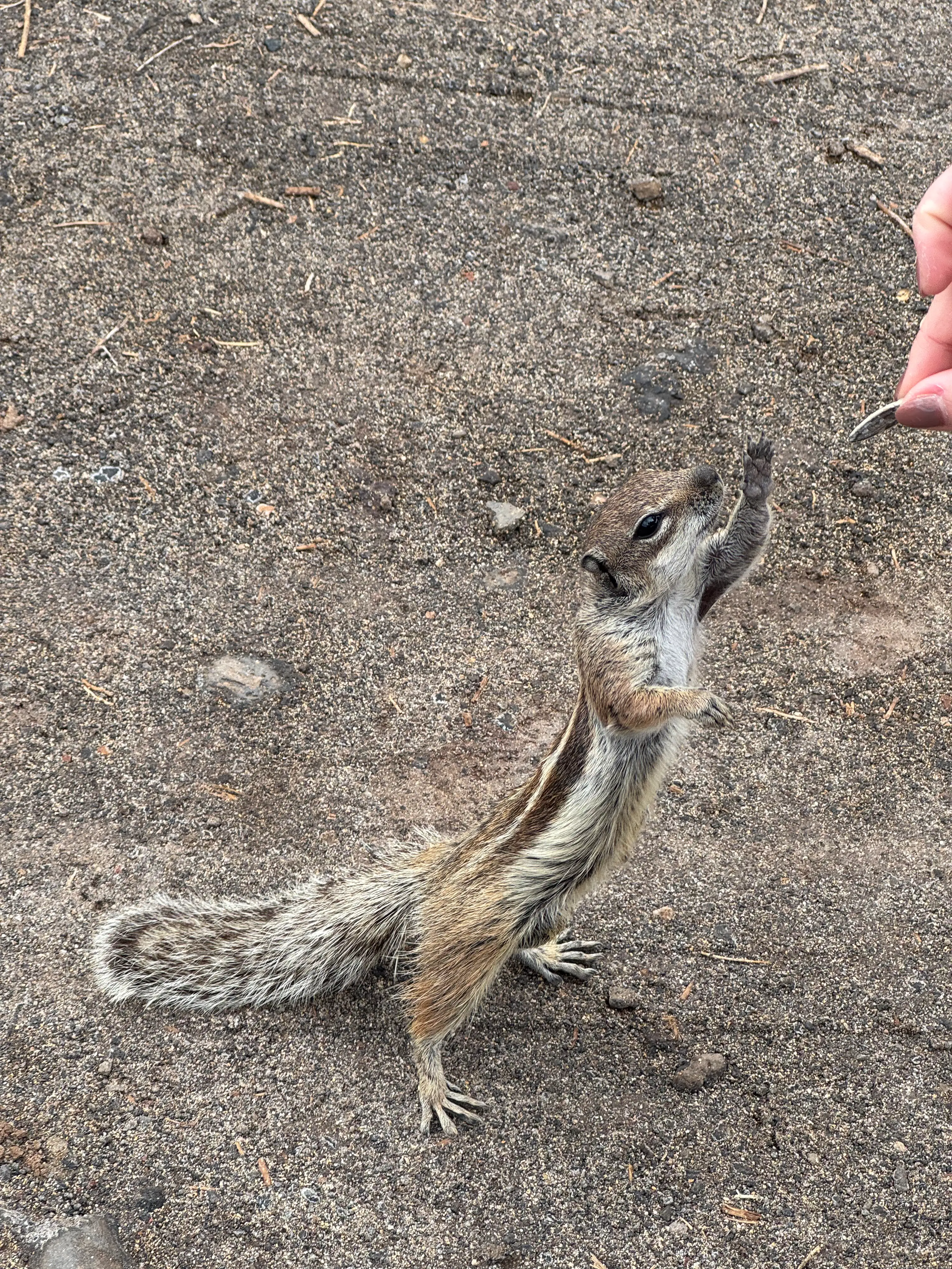 Tierische Begegnung auf Fuerteventura Neugieriges Atlashörnchen auf Fuerteventura steht aufrecht auf sandigem Boden