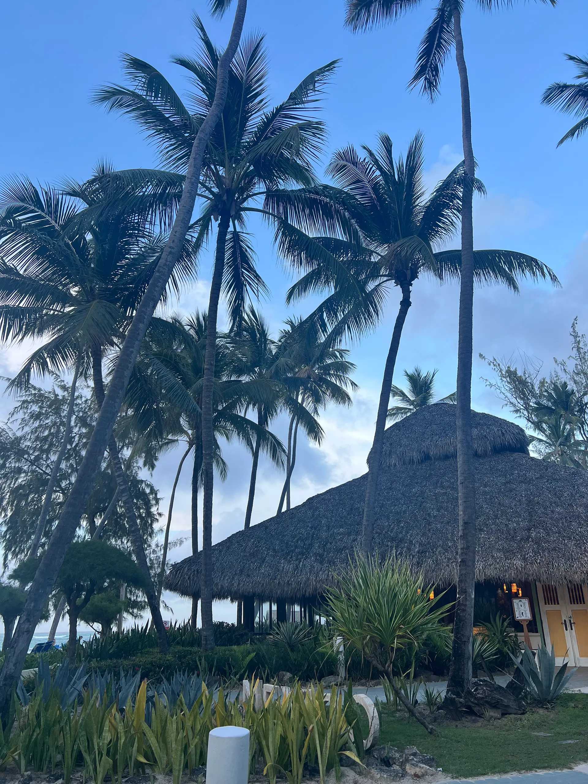Reetgedecktes Gebäude zwischen Palmen in der Anlage des Vista Sol Punta Cana