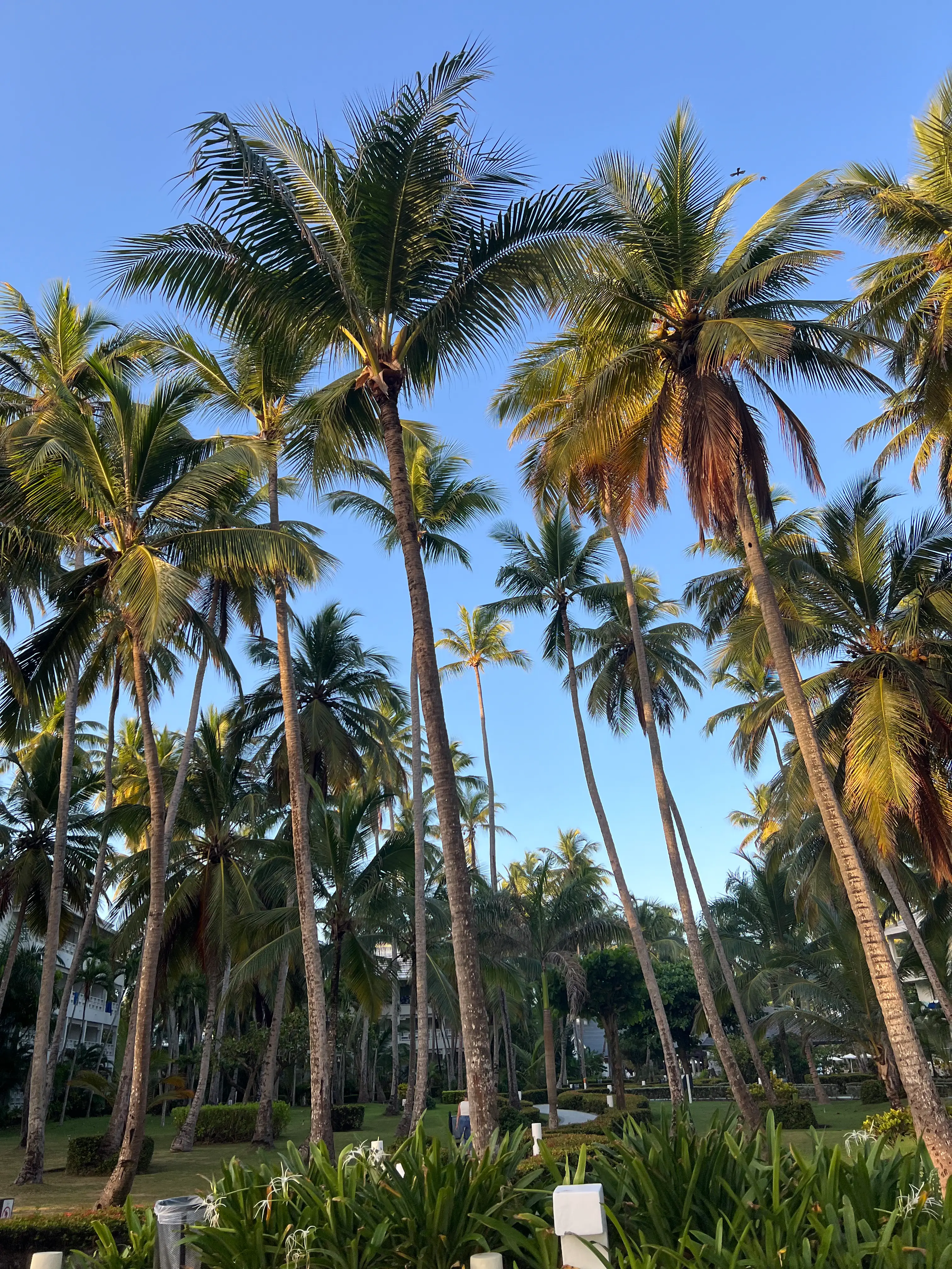 Hohe Kokospalmen im tropischen Garten des Vista Sol Punta Cana